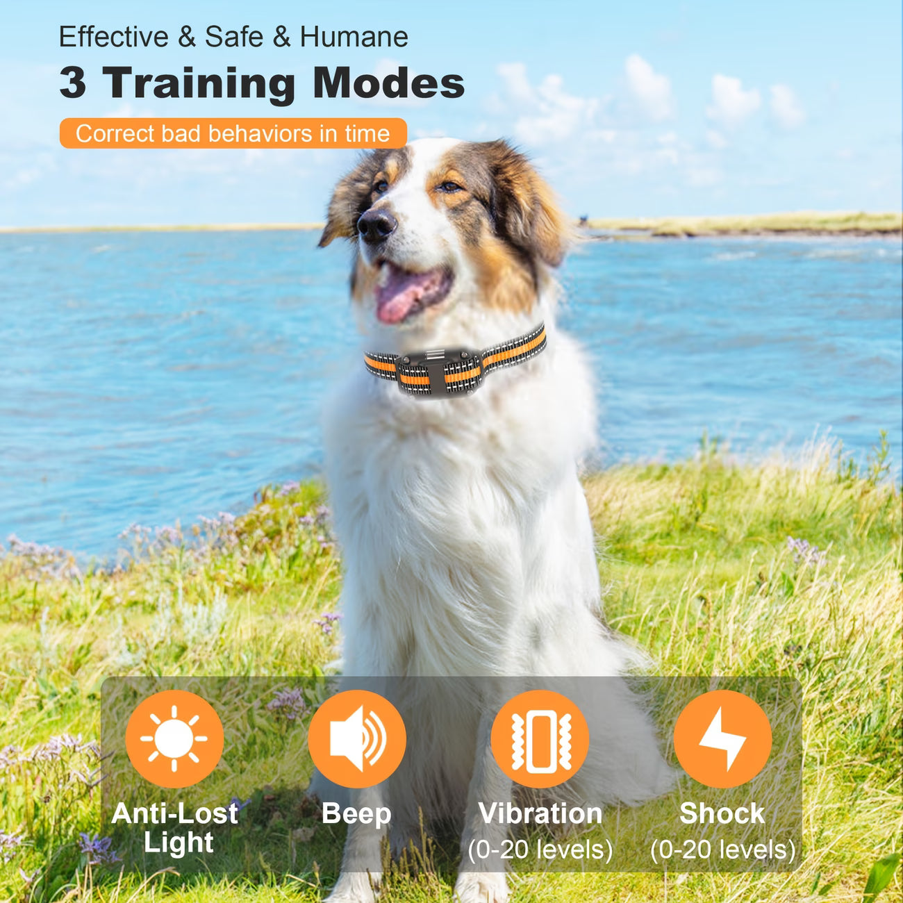Dog Training Collar